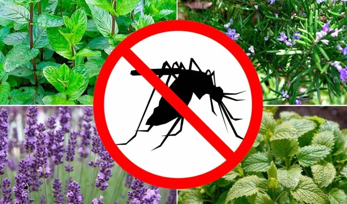 Борьба с комарами на участке