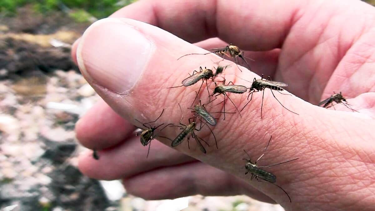Борьба с комарами - способы