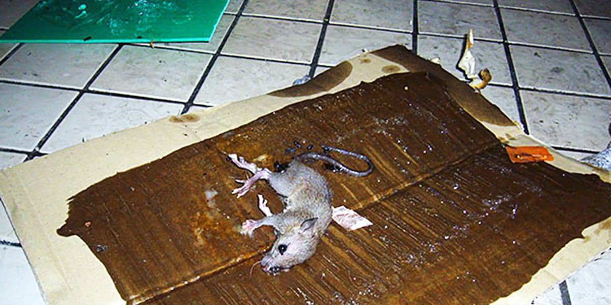 Борьба с крысами - способы
