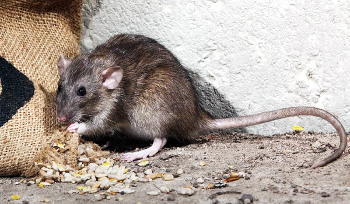 Борьба с крысами в доме