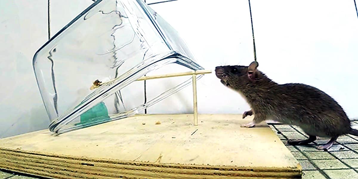 Борьба с крысами в квартире