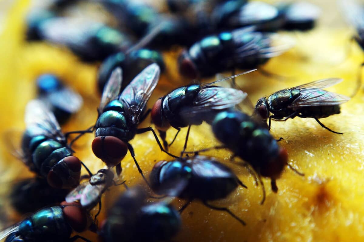 Борьба с мухами в домашних условиях