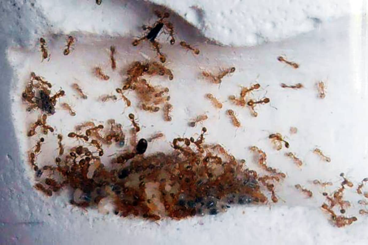 Борьба с муравьями дома