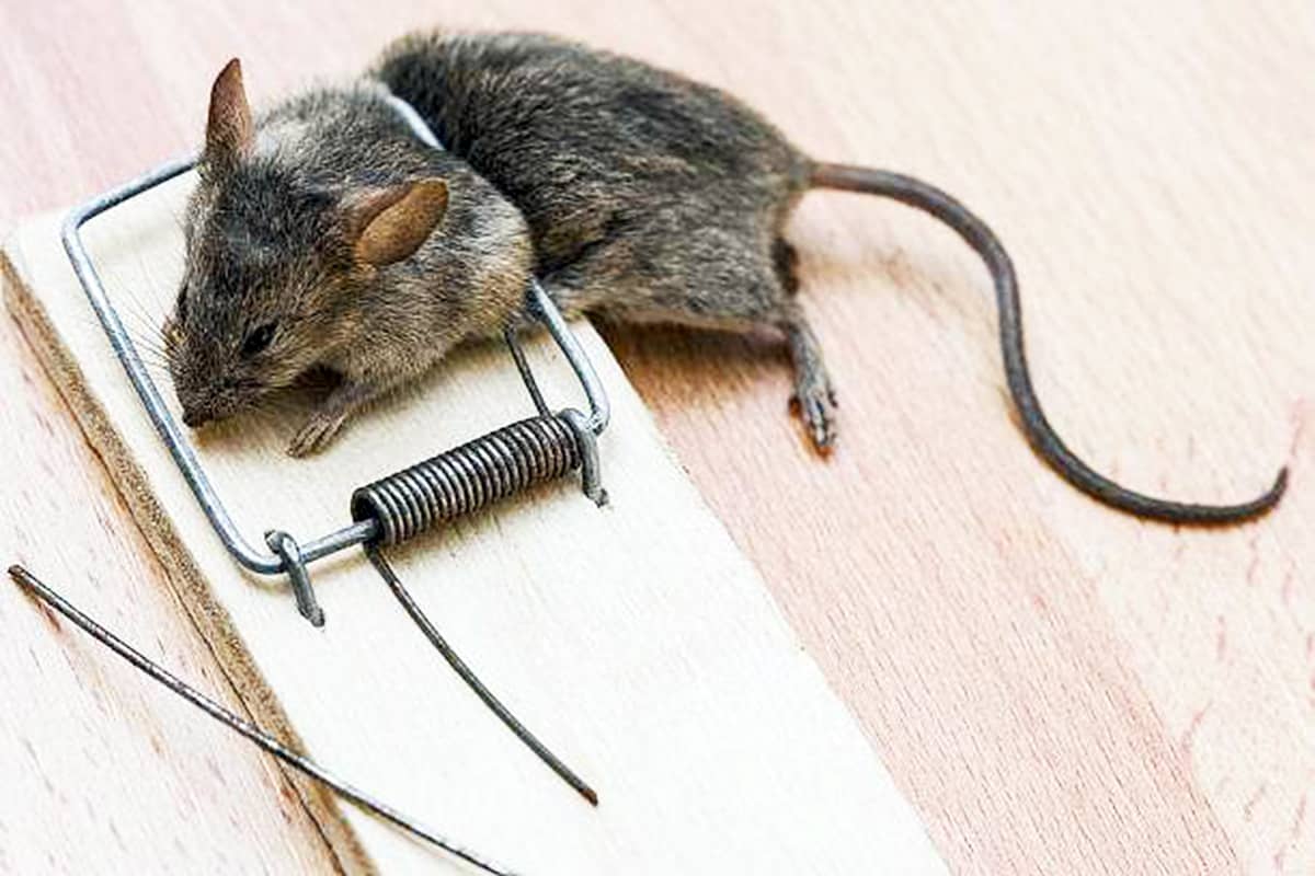 Борьба с мышами дома