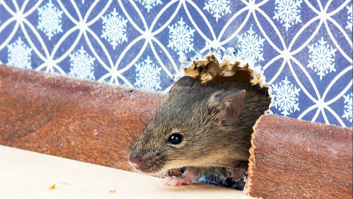 Борьба с мышами в квартире