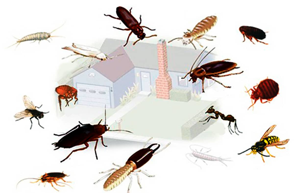 Борьба с насекомыми в доме