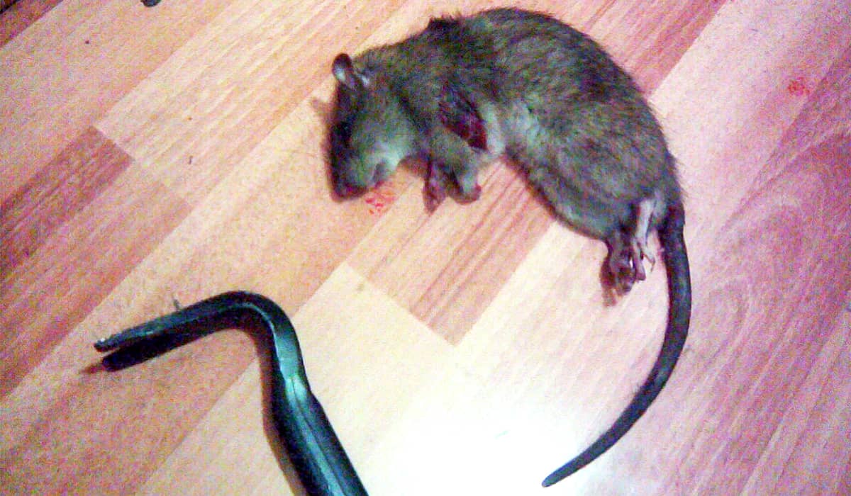Дератизация крыс в квартире