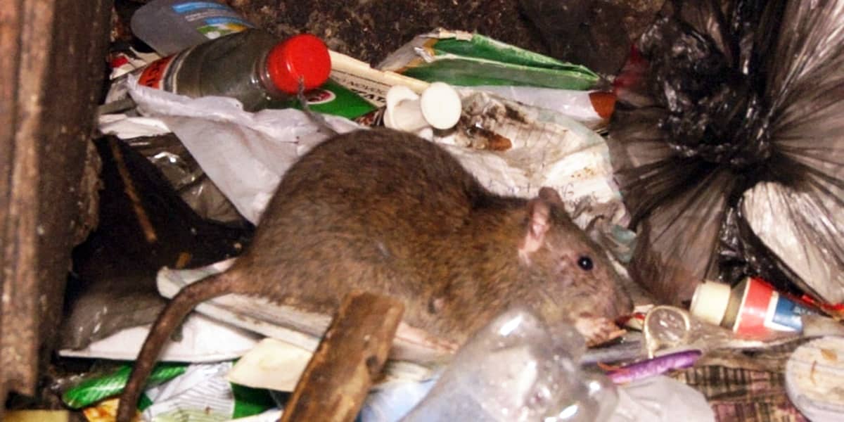 Дератизация крыс в Москве