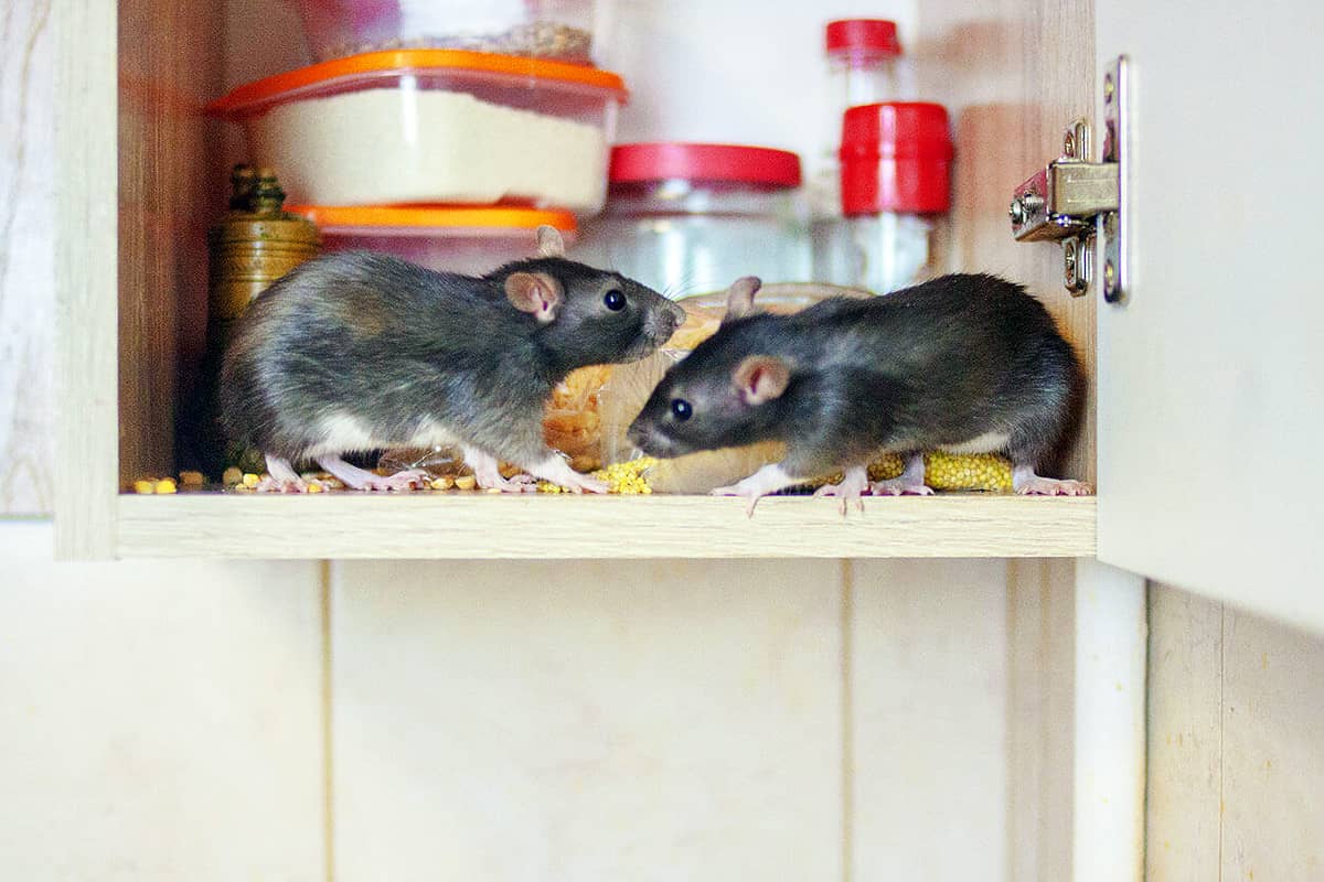 Дератизация мышей в квартире