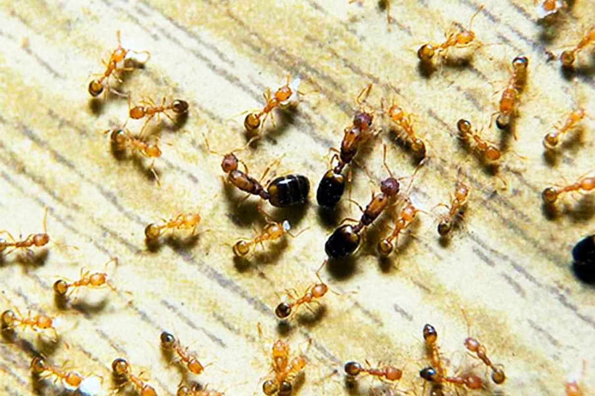 Дезинфекция муравьев дома