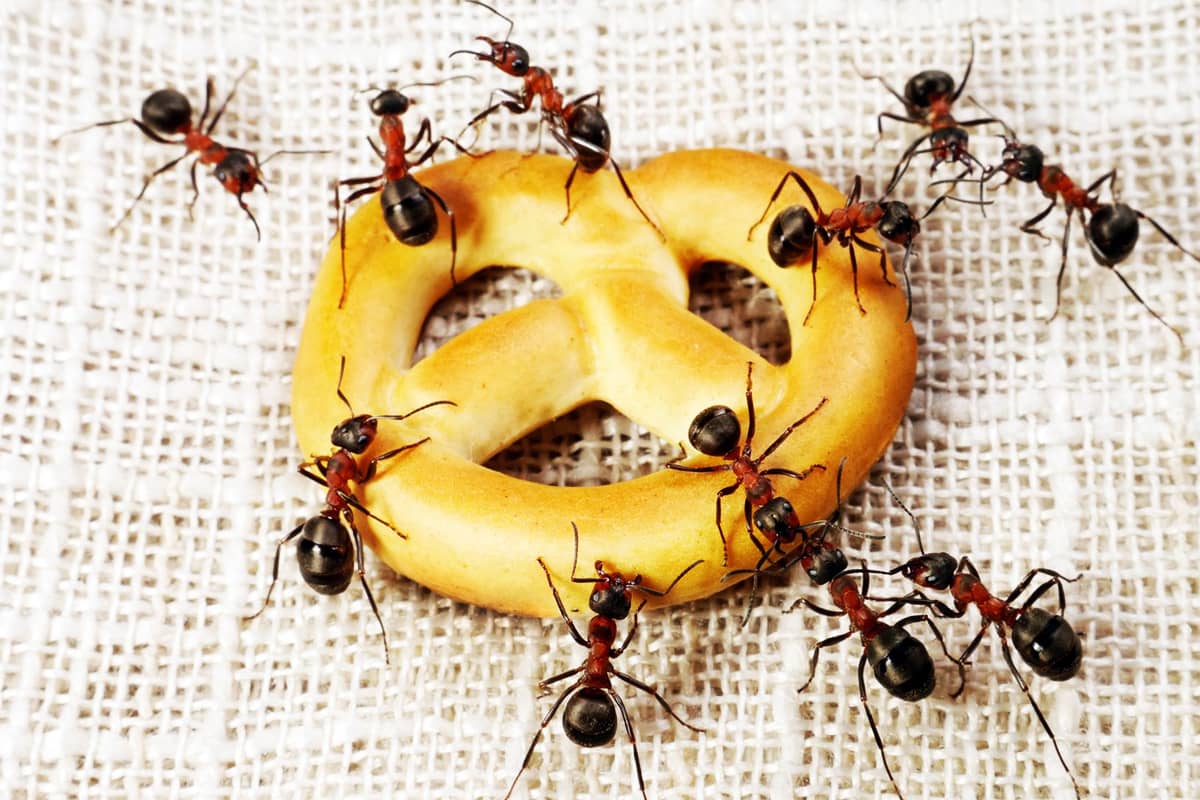 Дезинфекция муравьев в доме
