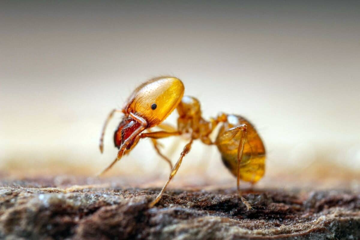 Дезинфекция муравьев в квартире