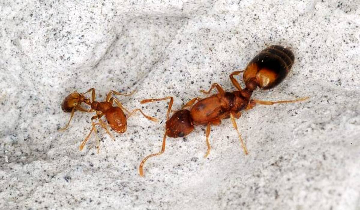 Дезинсекция от муравьев в домашних условиях