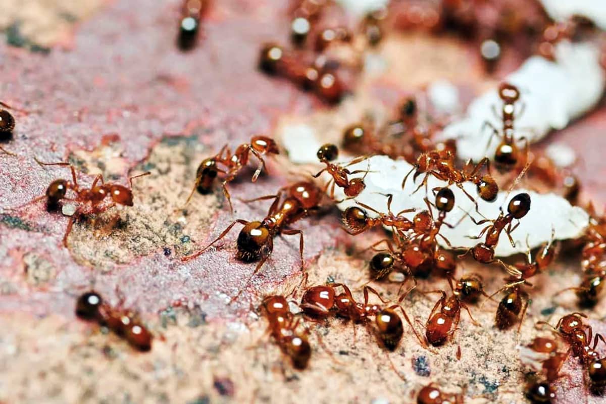 Дезинсекция от муравьев в квартире