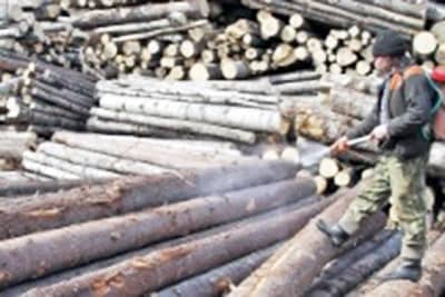 Фумигация древесины на экспорт