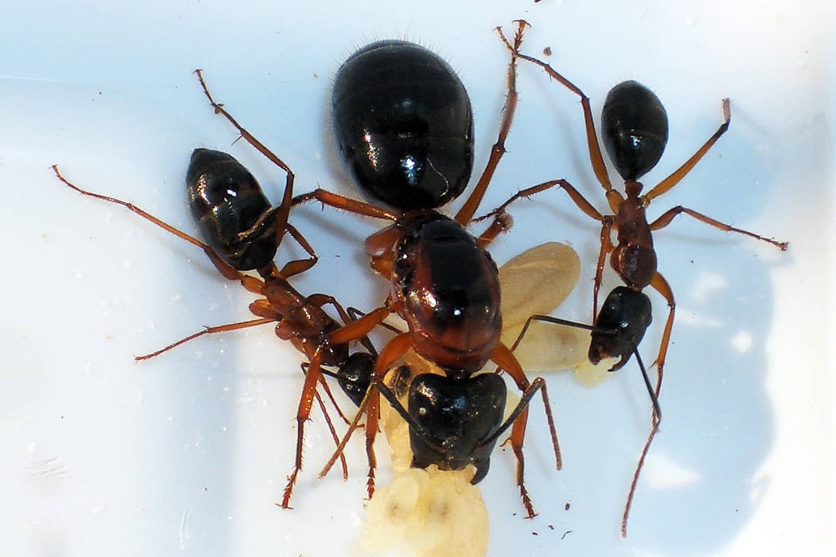 Как избавиться от муравьев дома