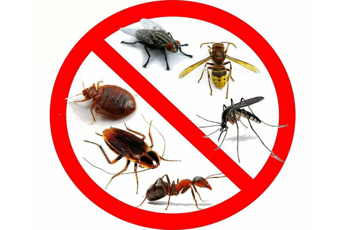 Как избавиться от насекомых дома