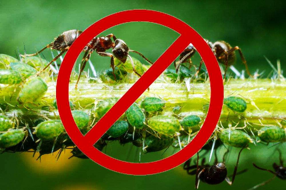 Как избавиться от насекомых эффективно