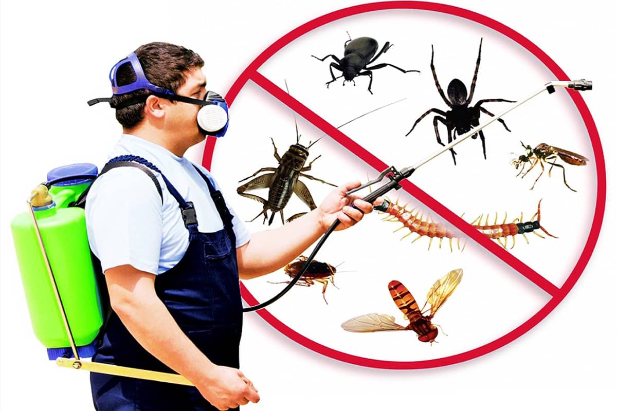 Как избавиться от насекомых