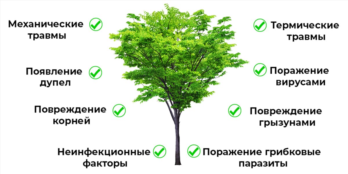 Лечение деревьев в Москве