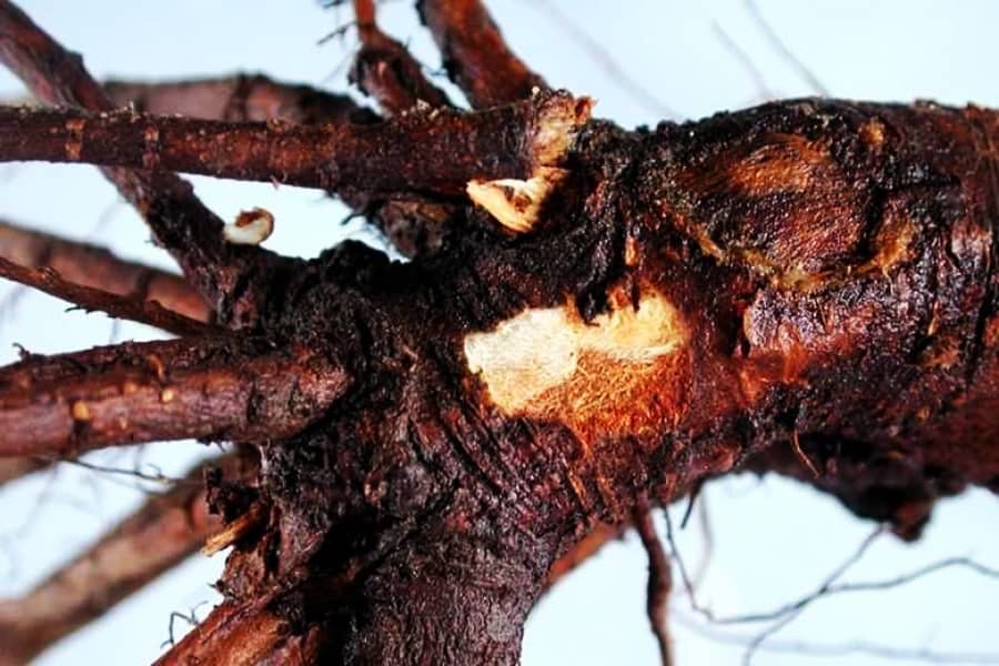 Повреждение корневой системы дерева