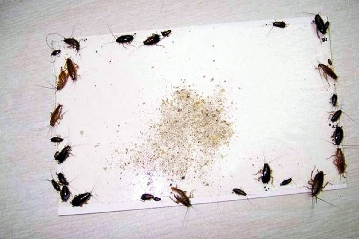20 способов избавления от тараканов
