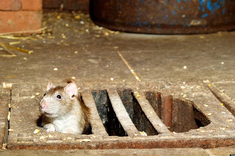 Дератизация от крыс