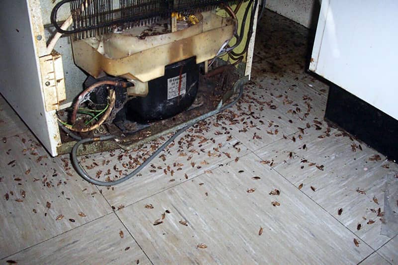 Дезинсекция от тараканов в помещении