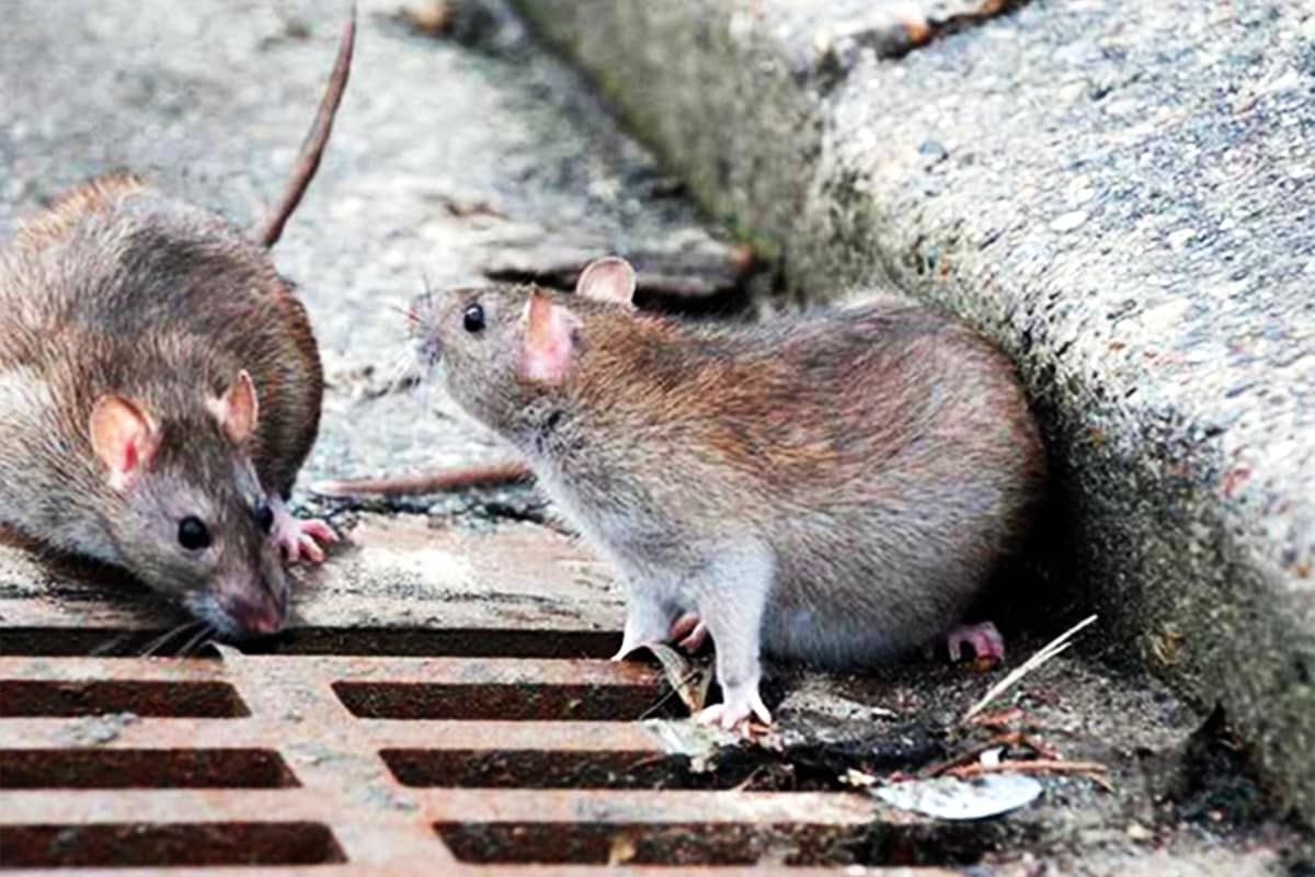 Какой вред могут нанести мыши и крысы