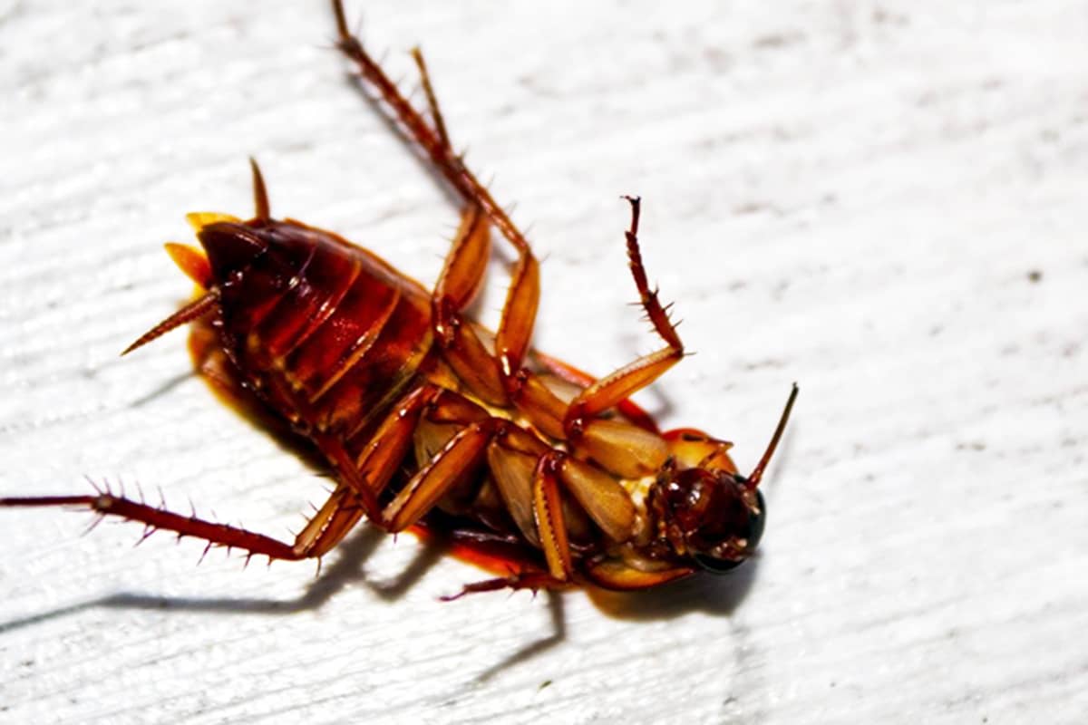 Методы борьбы с тараканами в домашних условиях