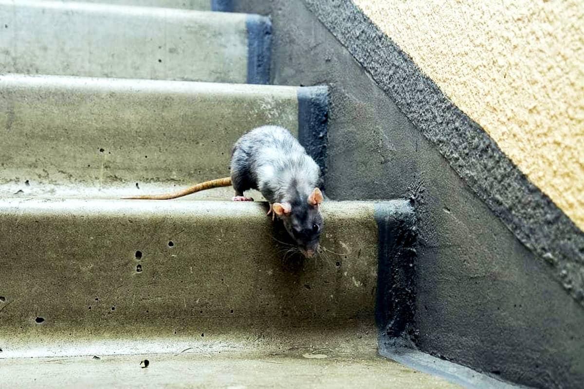 Нашествие крыс в Подмосковье