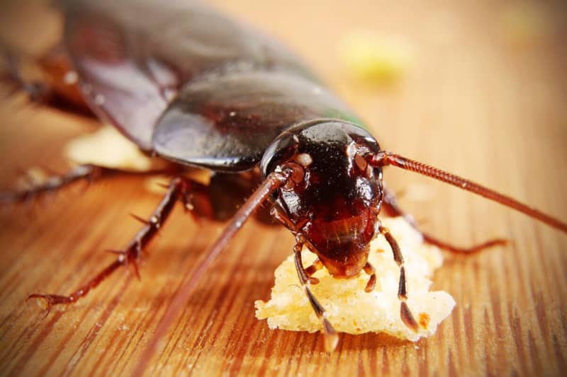 Особенности уничтожения тараканов