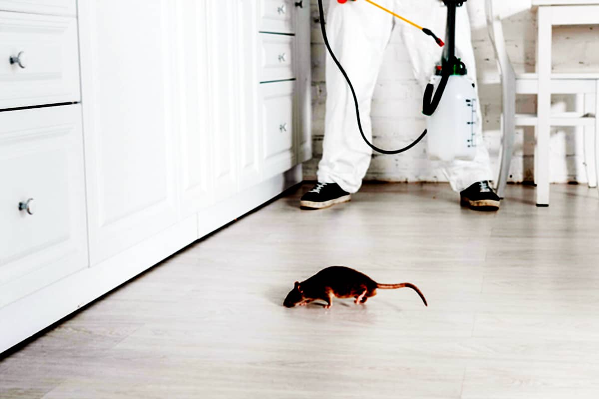 Уничтожение крыс в домах Москвы