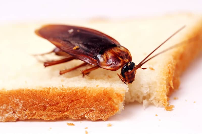 Уничтожение тараканов в помещениях
