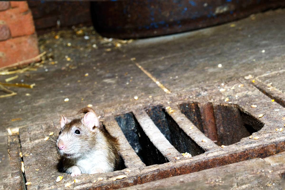 Санитарная обработка от крыс