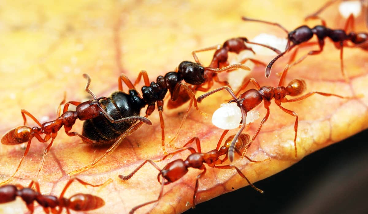 Обработка от муравьев в квартире
