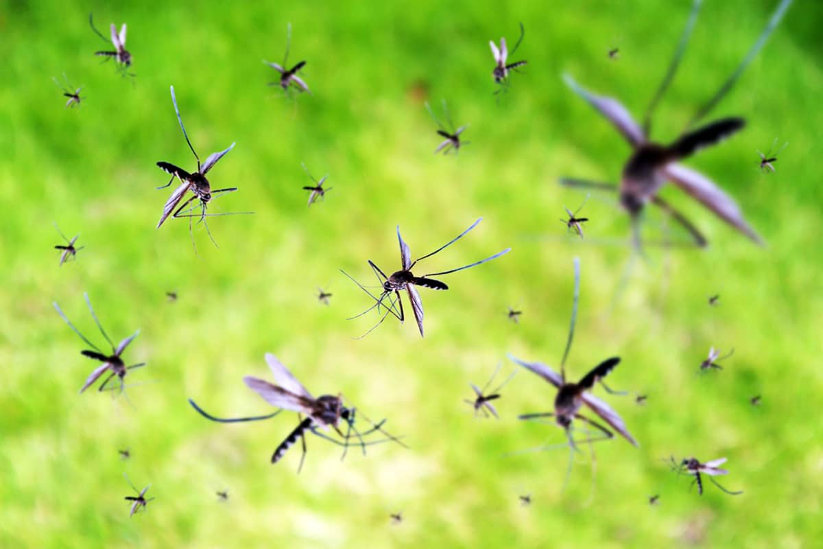Эффективное удаление комаров