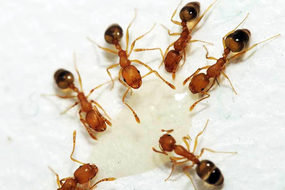 Удаление муравьев дома