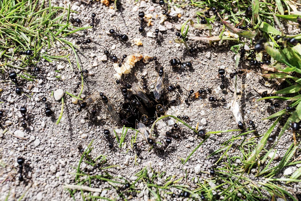 Удаление муравьев на участке