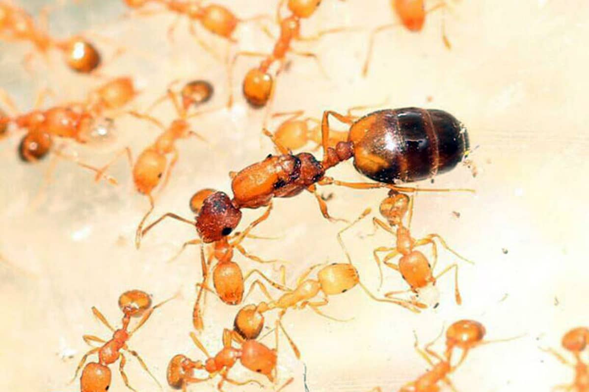 Удаление муравьев в квартире