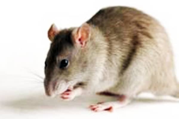 Уничтожение крыс дома